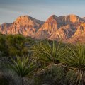 The Power of Grassroots Organizing and Volunteer Efforts in Political Campaigns in Clark County, Nevada